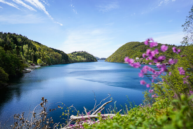 Grüne Ufer, tiefblauer Fjord und violette Blumen